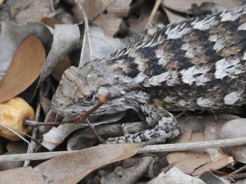 The Online Zoo - Eastern Fence Lizard