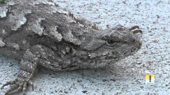 Eastern fence lizard (Sceloporus undulatus) Designermite HD quality ...