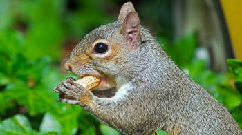 Gray Squirrel