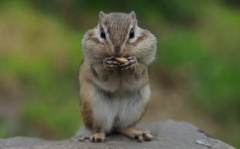 Eating Chipmunk Pictures, Photos, and Images for Facebook, Tumblr ...