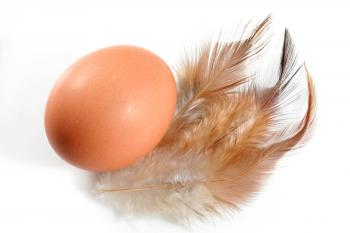 Egg and Feathers
