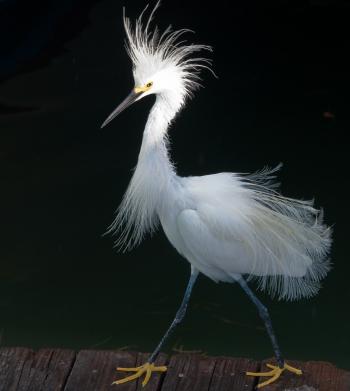 File:Snowy Egret Plume.jpg - Wikimedia Commons