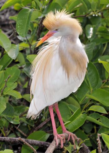 Egret in Bloom
