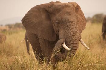 A Zombie Gene Protects Elephants From Cancer | Quanta Magazine