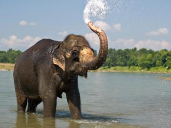 Latest HD Wallpaper of Elephant in Water - Download Hd Latest HD ...