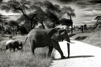 Elephant Mother and Child Black and White Photography