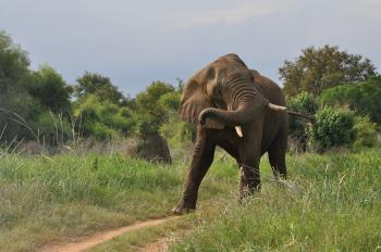 Elephant on the Run