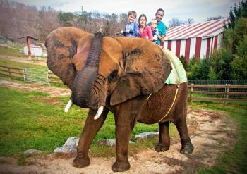 African Elephant Rides