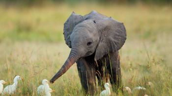 Download Wallpaper 1920x1080 elephant, cub, grass, birds Full HD ...