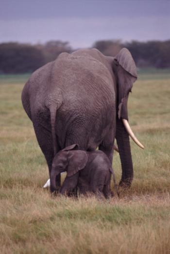 Elephant with Cub