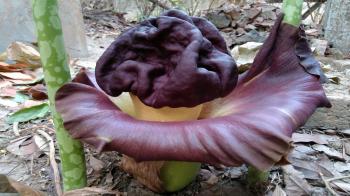 Flower of elephant foot yam - YouTube