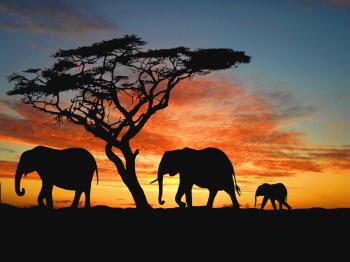 Elephant family | Environmentally friendly fly ash brick african ...