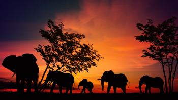 Elephants at Sunset