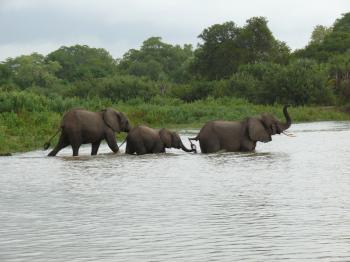 Elephants crossing a river