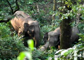 Buxa Tiger Reserve