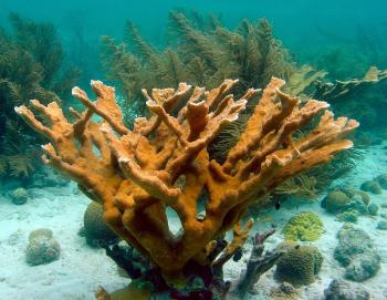 Antilles 2013 - 2014: The Lost City of Antigua