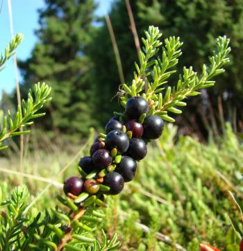 File:Empetrum nigrum (1).JPG - Wikimedia Commons