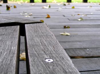 Empty Bench and Falling Leaves