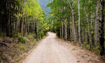 Empty Road Between Birch Trees during Daytime