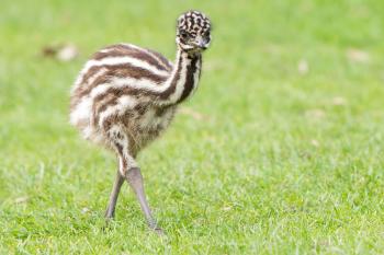 Baby Emu Plays with Group of Basset Hounds | PEOPLE.com