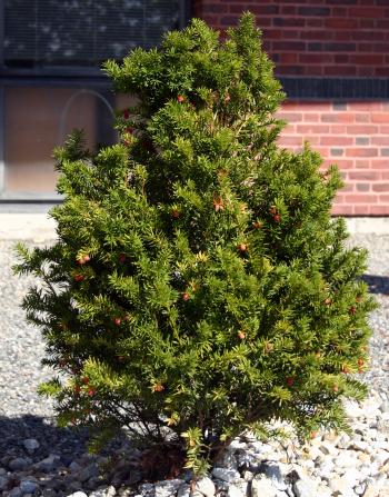 Medicinal Plants-English Yew