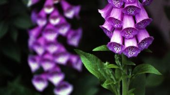 Digitalis Purpurea Flower