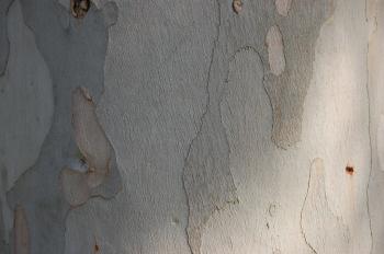 Eucalyptus perriniana | landscape architect's pages
