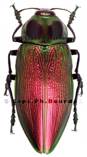 Euchroma gigantea - Coleoptera-Atlas.com