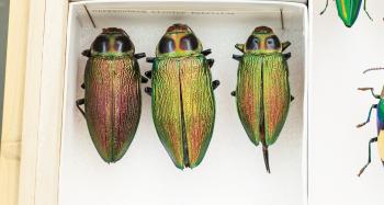 Insects for all: Daniel Young presides over a prodigious collection ...