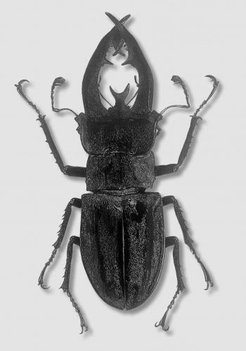 Lucanidae, beetle. Illustration Insects Scratchboard. Sofia Caranova ...