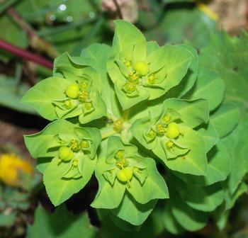 Euphorbia - Wikiwand