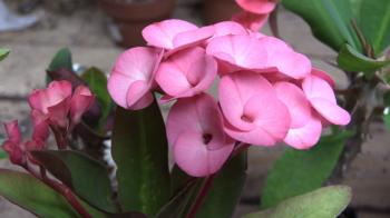 Growing Crown of Thorns (Euphorbia milii) - YouTube