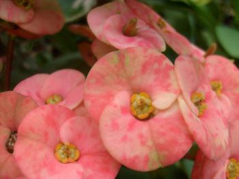 Euphorbia Flowers