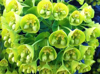 Daily Flower Candy: Euphorbia characias subsp. wulfenii – The ...