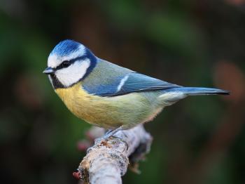 Eurasian blue tit - Wikipedia
