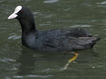 File:Eurasian Coot RWD.jpg - Wikimedia Commons