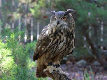 Birds of The World: OWLS