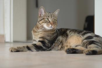 European Shorthair - Wikipedia