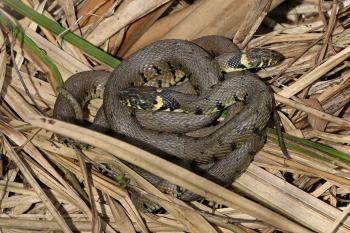 Grass snake - Wikipedia