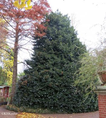 A Wandering Botanist: Plant Story -- European Holly - Not Always ...
