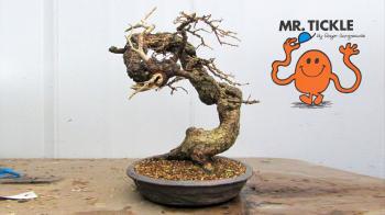 Styling a Twisty European Larch Bonsai - YouTube