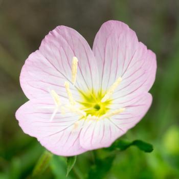 Evening Primrose Berladieri Siskiyou Pink | Easy To Grow Bulbs