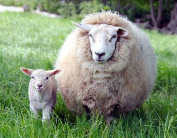 File:Ewe and lamb in Kent.jpg - Wikimedia Commons