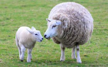 Sheep images Ewe and Lamb HD wallpaper and background photos (39399948)