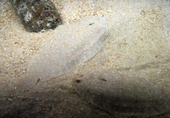 Example of perfect natural camouflage - Spot the sand soles