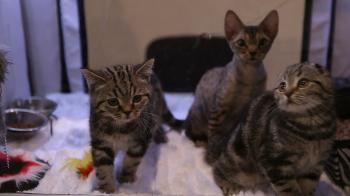 Cat owner playing with fluffy kittens, exhibition of expensive cat ...