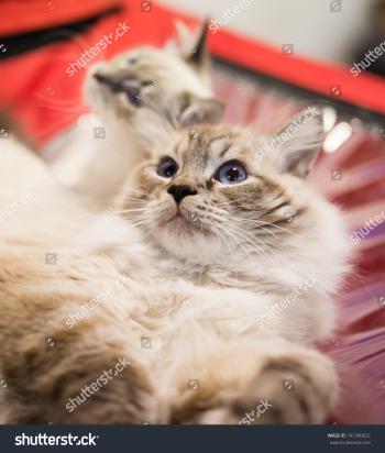 Portrait Thoroughbred Cat Exhibition Stock Photo 741390622 ...