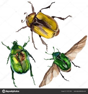 Exotic beetle bronzovka wild insect in a watercolor style isolated ...