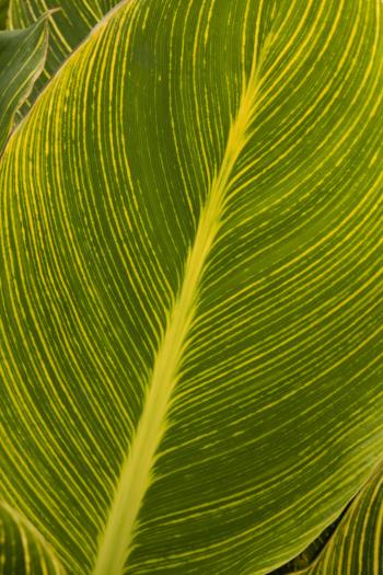 Tropicanna Gold Canna