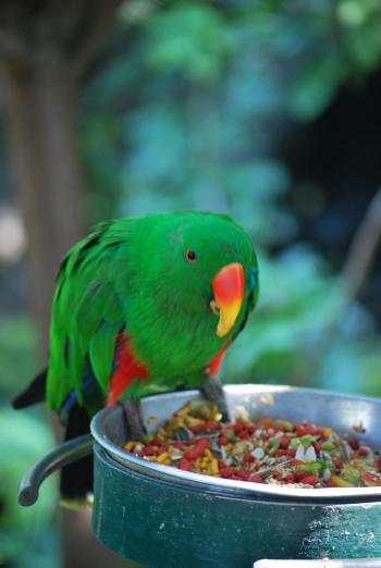 Free Images : nature, bird, zoo, green, beak, fauna, lorikeet ...